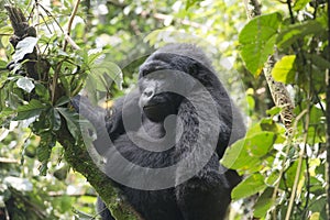 Gorilla in Jungle of Uganda