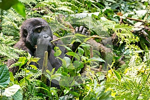 Gorilla in Jungle of Uganda, gorilla eating plants in mountain rainforest