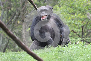 Gorilla laugh