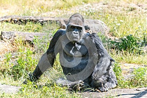 Gorilla is lazily looking forward