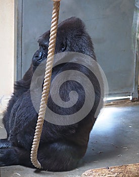 Gorilla In Lisbon Zoo