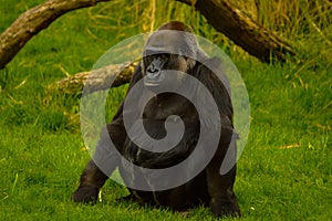 Gorilla at London Zoo