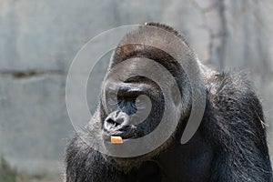 Gorilla looking off to the side while chewing on a carrot piece