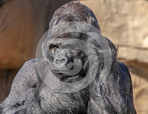 Gorilla looks like he is talking on phone