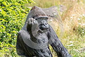 Gorilla looks seriously and thinks