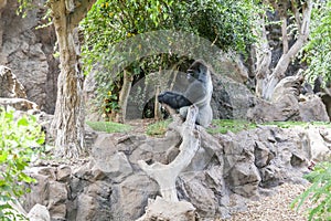 Gorilla in Loro Parque. Tenerife. Spain.