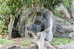 Gorilla in Loro-Parque. Tenerife. Spain. photo