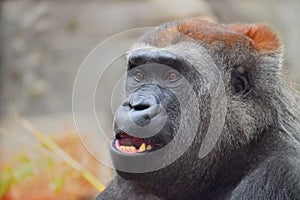 Gorilla with a lost look