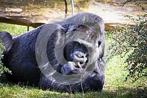 Gorilla lying on the green grass field and in a seemingly pensive manner behaviour. Large adult gorilla thinking lying ground