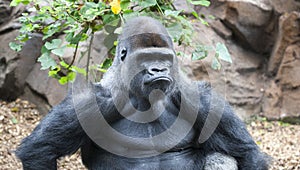 Gorilla making a serious face