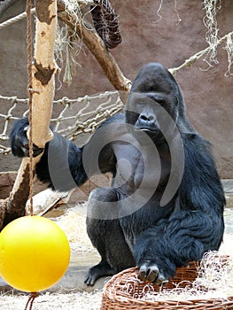 Gorilla male