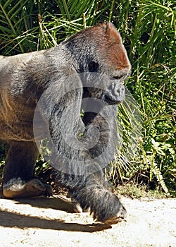 Gorilla