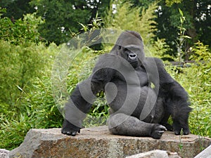 Gorilla photo