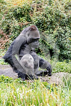 Gorilla male scratches his leg