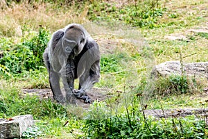 Gorilla male searches and looks around