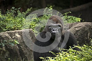 Gorilla male silverback great ape of Africa sitting in green jungle