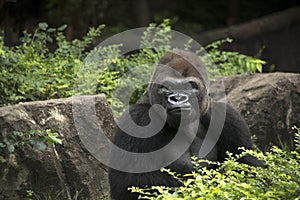 Gorilla male silverback great ape of Africa sitting in green jungle bushes