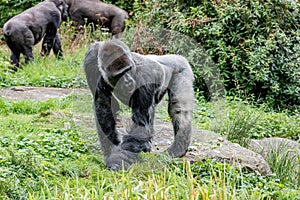 Gorilla male is standing with two hands in the grass