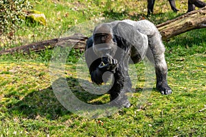 Gorilla man eats from his hand