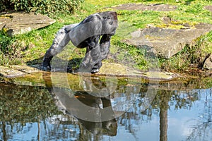 Gorilla man runs away from the water