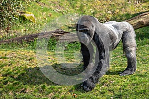 Gorilla man takes the food off the ground