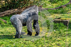 Gorilla man turns his back and walks away