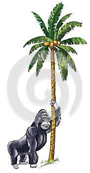 Gorilla monkey africa hominid mammal zoo