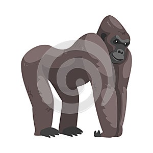 Gorilla Monkey as Ground-dwelling Herbivorous Great Ape Vector Illustration