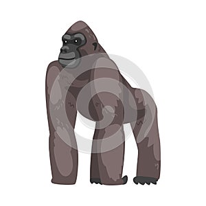 Gorilla Monkey as Ground-dwelling Herbivorous Great Ape Vector Illustration