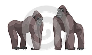 Gorilla Monkey as Ground-dwelling Herbivorous Great Ape Vector Set