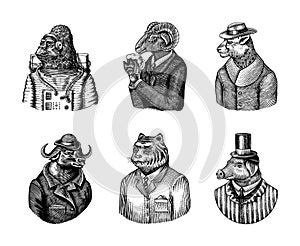 Gorilla monkey astronaut. Sheep drinks beer. Cheetah in coat. Buffalo Bull in hat tiger doctor in a suit. Pig