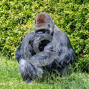 Gorilla, monkey, dominating male