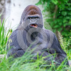 Gorila opice 