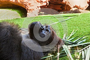 Gorilla monkey in park at Tenerife Canary