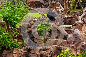 Gorilla monkey in park at Tenerife Canary