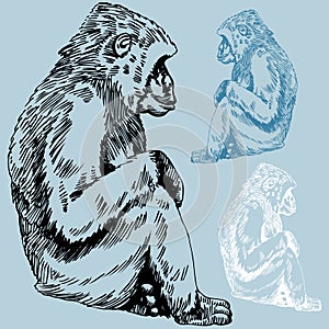 Gorilla / Monkey Sketch