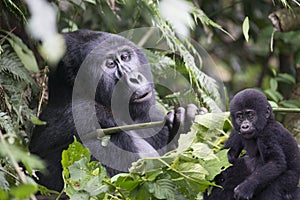 Gorilla mother and baby in the wilderness of mountain rainforest Uganda