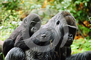 Gorilla mother and child