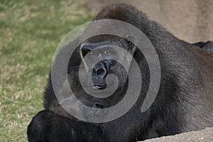 Gorilla Mother and Child