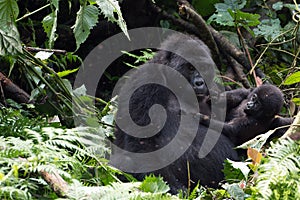 Gorilla mother and cute baby in the wilderness of mountain rainforest Uganda