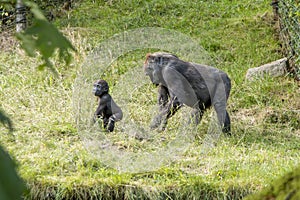 A gorilla mother with her baby