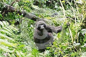 Gorilla in mountain rainforest Uganda, Africa