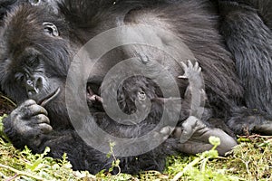 Gorilla mum with baby