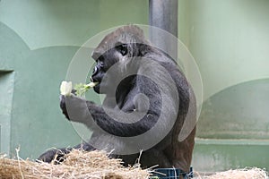 Gorilla named Bokito in the Rotterdam Blijdorp Zoo, famous due to his escape in 2007 when people get wounded.