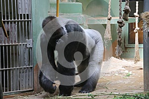 Gorilla named Bokito in the Rotterdam Blijdorp Zoo, famous due to his escape in 2007 when people get wounded.