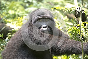 Gorilla in natural habitat in rainforest of Bwindi Impenetrable National Park, Uganda, Africa