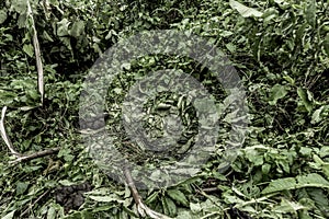 gorilla nest in the old growth forest in Nord Kivu photo