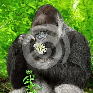 Gorilla observing a bunch of flowers photo