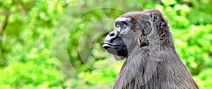 Gorilla, Oklahoma City Zoo, OKC, Female with baby