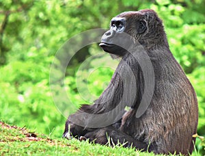 Gorilla, Oklahoma City Zoo, OKC, Female with baby